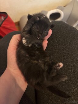 3 Maine Coon Mädels Abgabe ab 09.01.2026 - 2