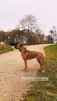 Boxermix Hündin sucht ihre Familie - 2