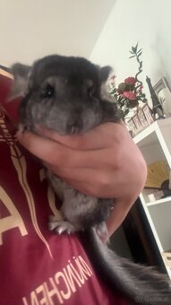 Chinchilla Mädchen zu vergeben - 2