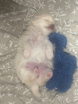 Pomeranian ( Zwergspitz Welpen ) - 2