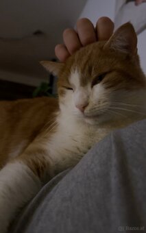 Kater sucht neues Zuhause - 2