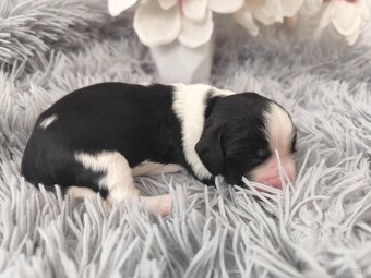 Englische Springer Spaniel Welpen mit PP FCI - 2