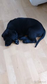 Labrador Retriever mischlingswelpe sucht ein neues Zuhause - 2
