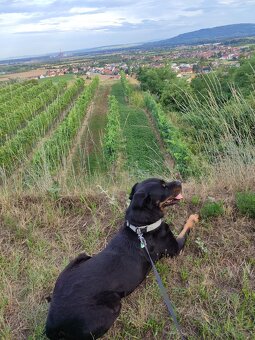 Rottweiler Mix dringend abzugeben - 2