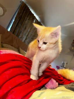 maine coon babys mix - 2