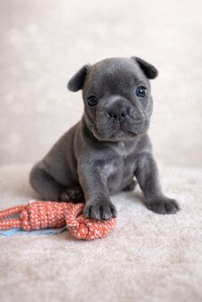 Exklusive Französische Bulldogge Hündin in Blau - 2