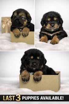 Tibetian Mastiff , Do khyi, Tibet doggen FCI - 2