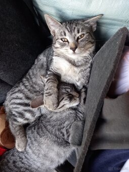 Katzen Baby - 2