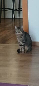 2 Kater suchen ein neues Zuhause - 2