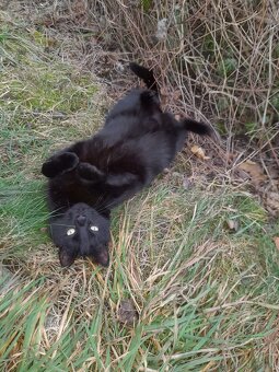 Kater Freigänger - 2