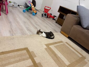 Katze - 2