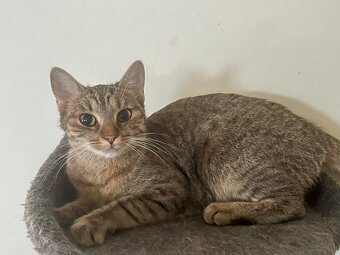 Katze u/o Kater in gute Hände abzugeben - 2