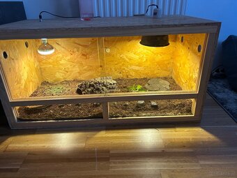2 Grichische Landschildkröten mit Terrarium - 2