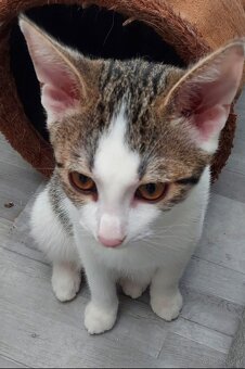 Babykatzen drei Mädchen ein Bub - 2
