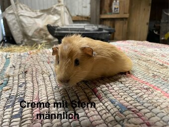 Meerschweinchen - 2