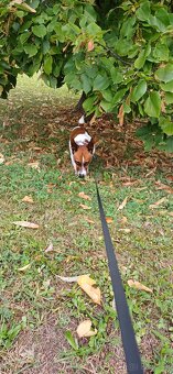 Jack Russell Trrier - 2