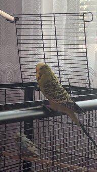 Wellensittiche + käfig - 2