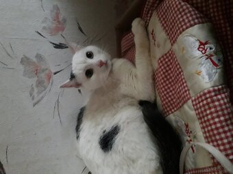 KATER FREUNDE AUFGEPASST - 2