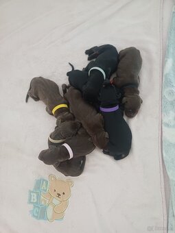 Dobermann welpen von exklusiven TOP-Eltern - 2