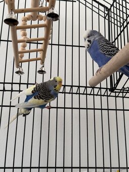 Wellensittich Paar 60€ - 2