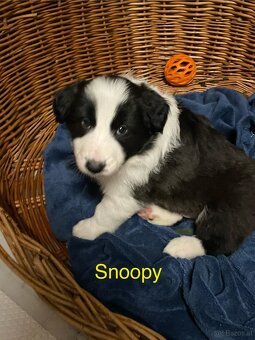 Border Colie/ Colie Welpen - 2