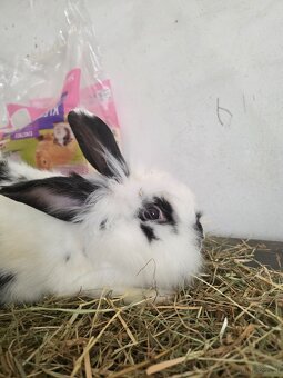 Kaninchen zu verkaufen - 2