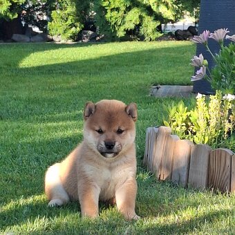 Shiba inu welpen mit FCI Pedigree - 2