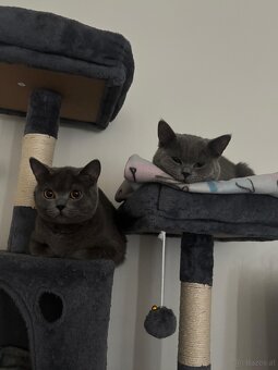 2 Britisch Kurzhaar Katzen (9 und 12 Monate) nur gemeinsam - 2