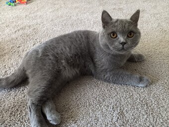 2 BKH Kater - Notfallabgabe (Katze) - 2