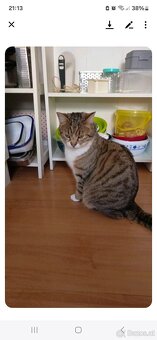 Katze () - 2