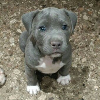 Wunderschöne American Pit Terrier Welpen - 2