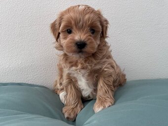 Maltipoo - 2