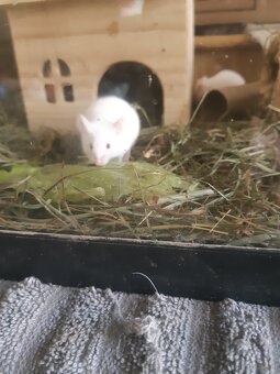 Maus zu vergeben. - 2