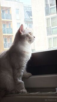 Britisch Kurzhaar Katze - 2