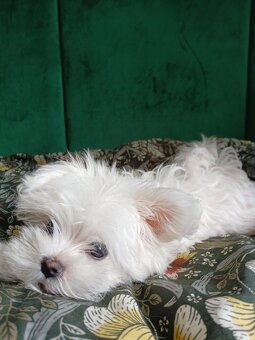 WhatsApp +4915510295604 Malteser Hund verfügbar - 2