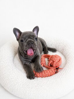 Französische Bulldogge – blaue Hündin mit Stammbaum - 2