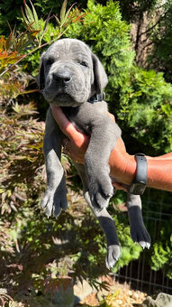 Deutsche Dogge blau - 2
