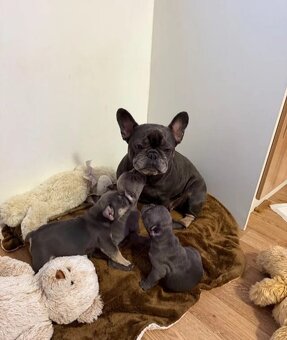 Französische Bulldoggen welpen - 2