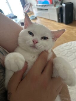 Katze zu verkaufen - 2