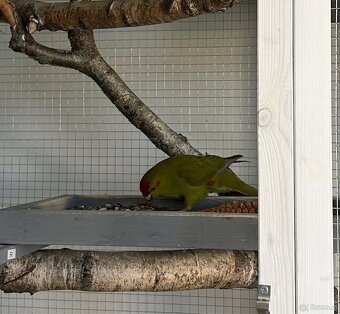 Ziegensittich Paar - 2