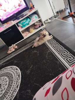 Pomeranian - 2