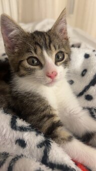 Europäisches Kurzhaar Kitten - 2
