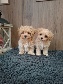 Maltipoo mini - 2