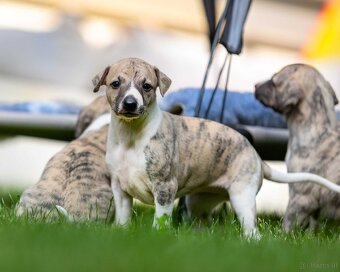 WhatsApp +4915510295604 Whippet Windhundwelpe verfügbar - 2