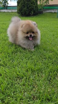 WhatsApp +4915510295604 Super Teddybär Pomeranian Junge 3 Mo - 2
