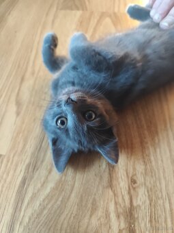 Russische blau katze - 2
