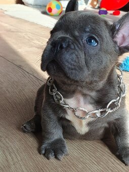 WhatsApp +4915510295604 Französische Bulldogge Welpe verfügb - 2