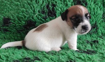 WhatsApp +4915510295604 Jack Russell Terrier Welpe verfügbar - 2