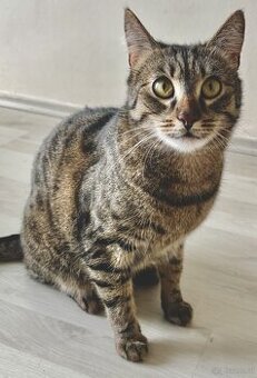 Kater 🐈‍⬛ - 2