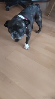 Französisch Bulldog - 2